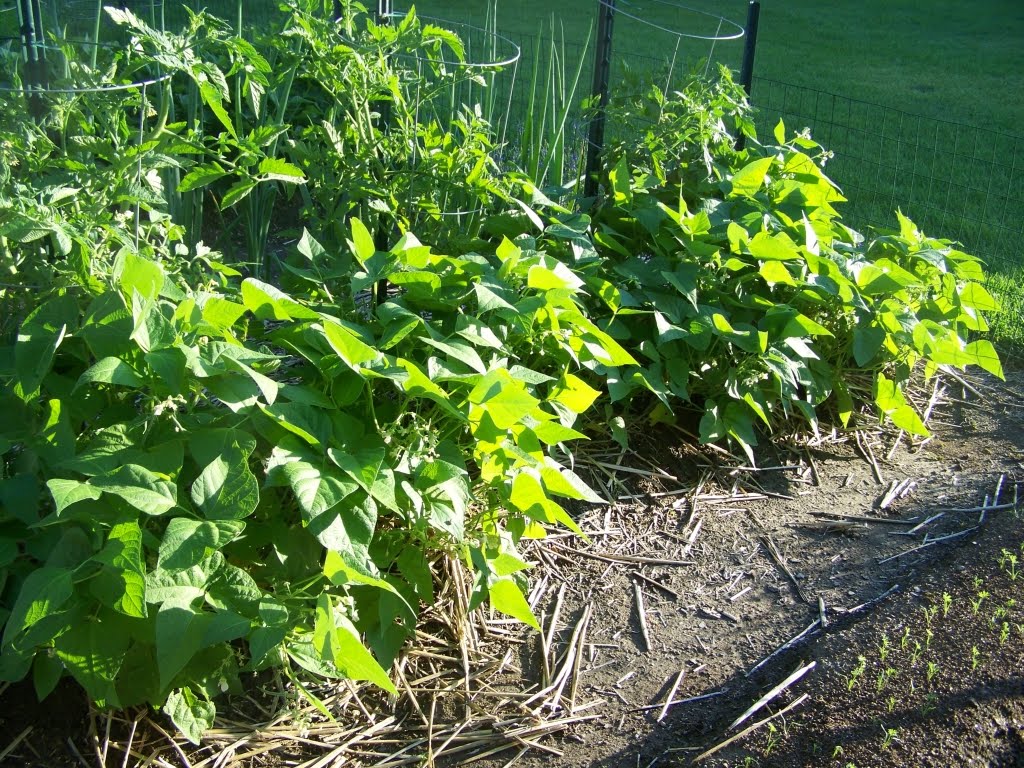 Annie�s Kitchen Garden July 6, 2011 Today In the Garden