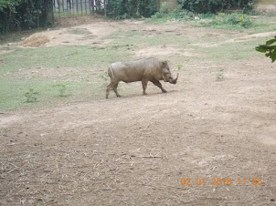 A Giant wildboar in the "UWEC" zoo.
