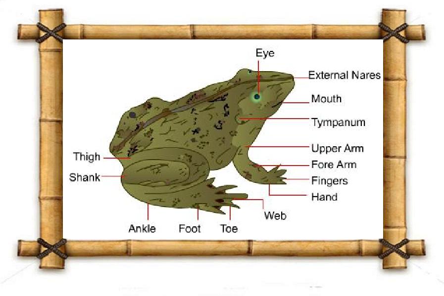 Science General Zoology Animal External Anatomy