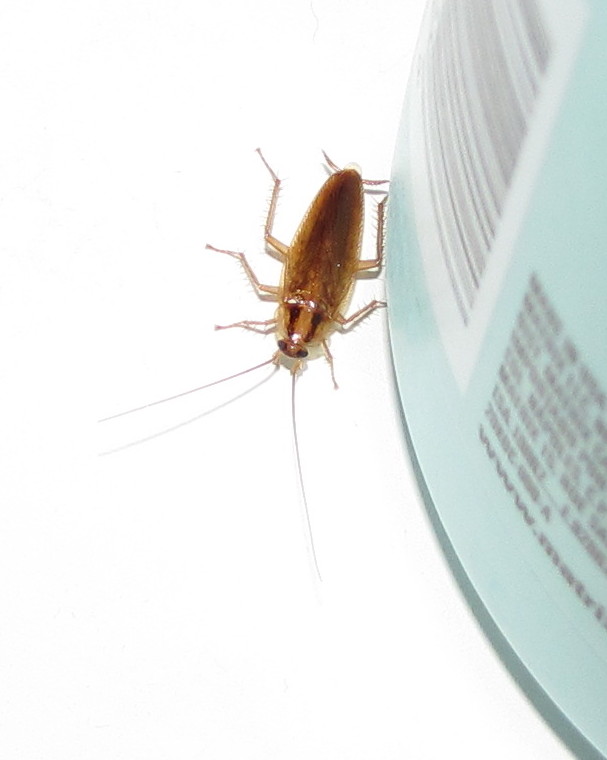 Apartment Building Has Roaches bug eric: the germans are back Apartment Building Has Roaches bug eric: the germans are back