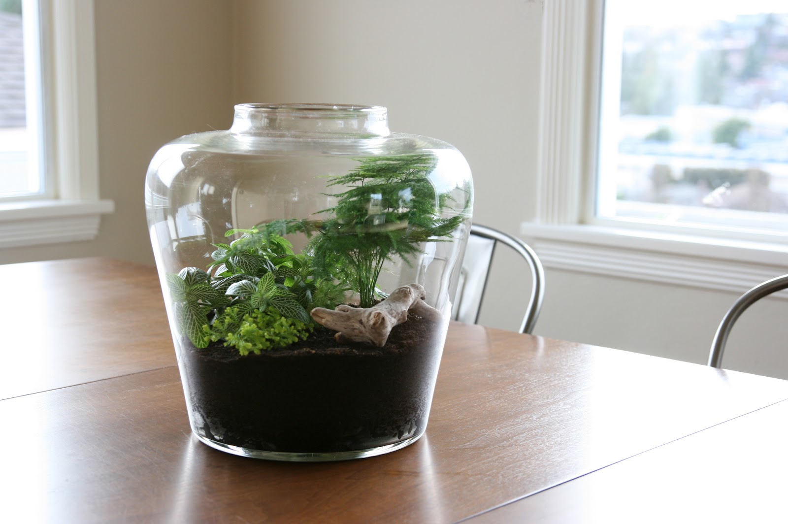 stephmodo Driftwood, Sunshine + a Terrarium