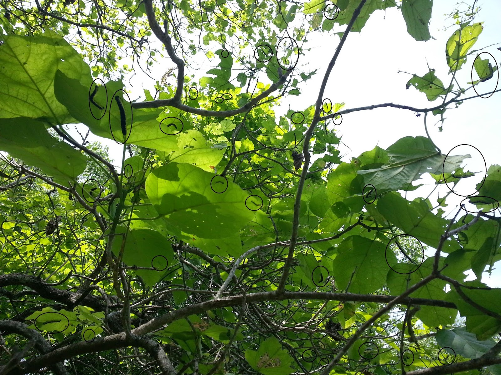 Wife of a Fire Man Catawba Tree Fishing Worms