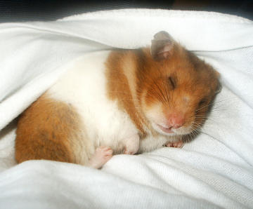 Purple Violet The Syrian Hamster