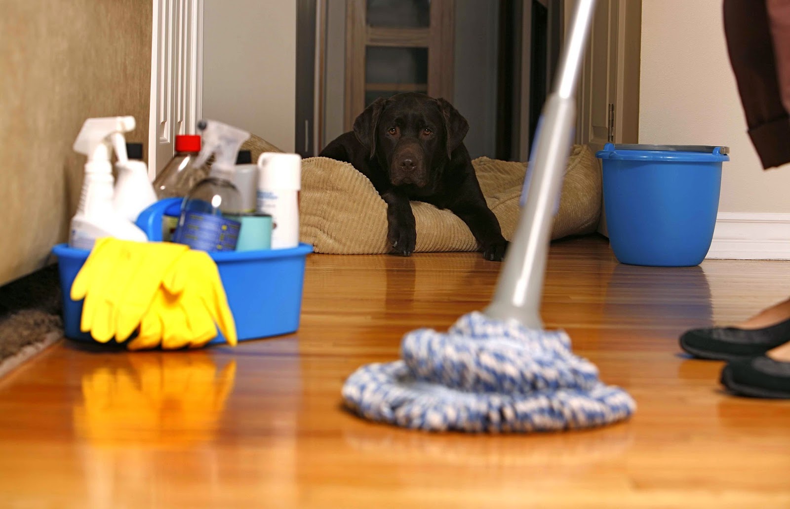 Home Pride Carpet Cleaning How can Home Pride Carpet Cleaning really