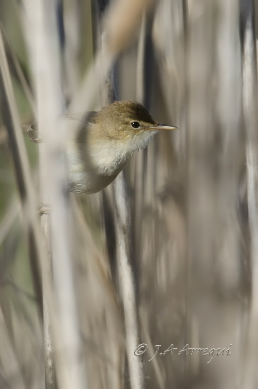 Carricero común, Acrocephalus scirpaceus, Reed Warbler Carricero común, Acrocephalus scirpaceus, Reed Warbler