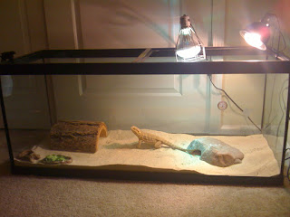 bearded-dragon-vivarium-assembly.jpg