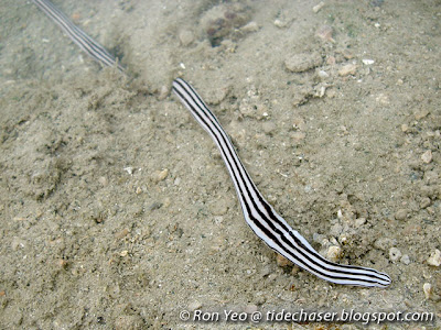 Five-lined Ribbon Worm (Baseodiscus quinquelineatus)