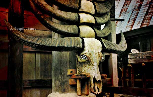 Mengenal Kebudayaan di Rumah Adat Tongkonan Tana Toraja Yuk!