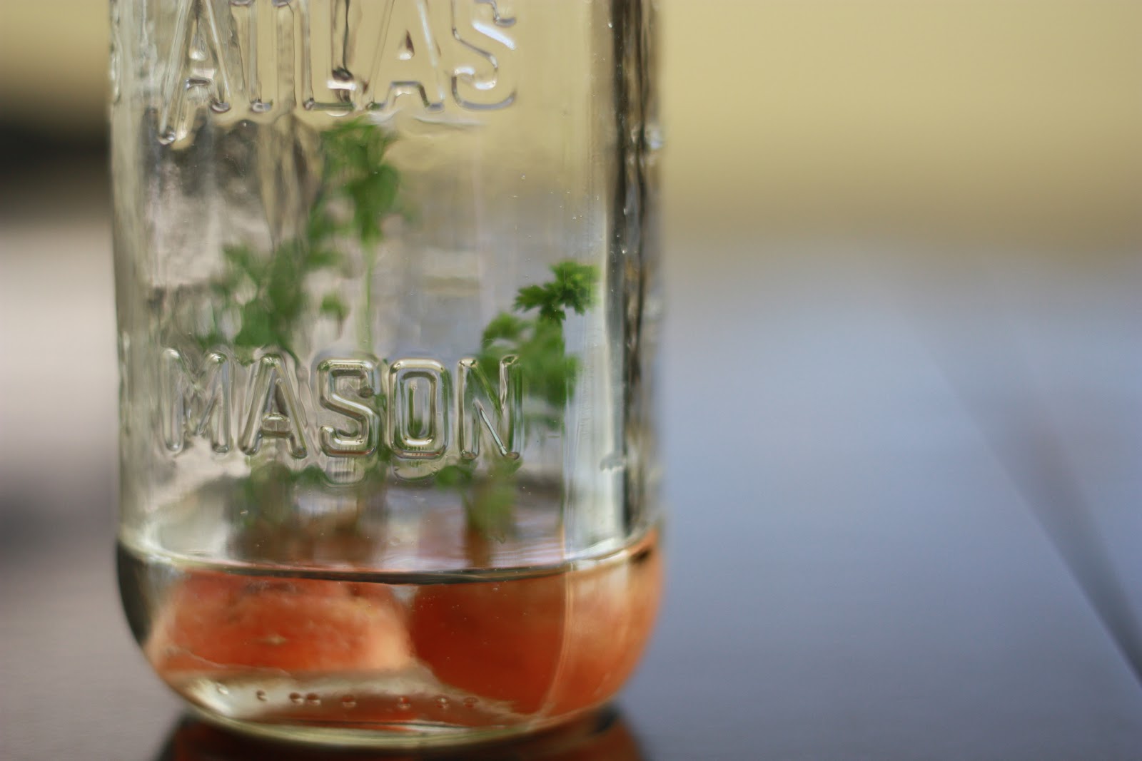 PaperTurtle A Simple Pleasure Growing Carrot Tops