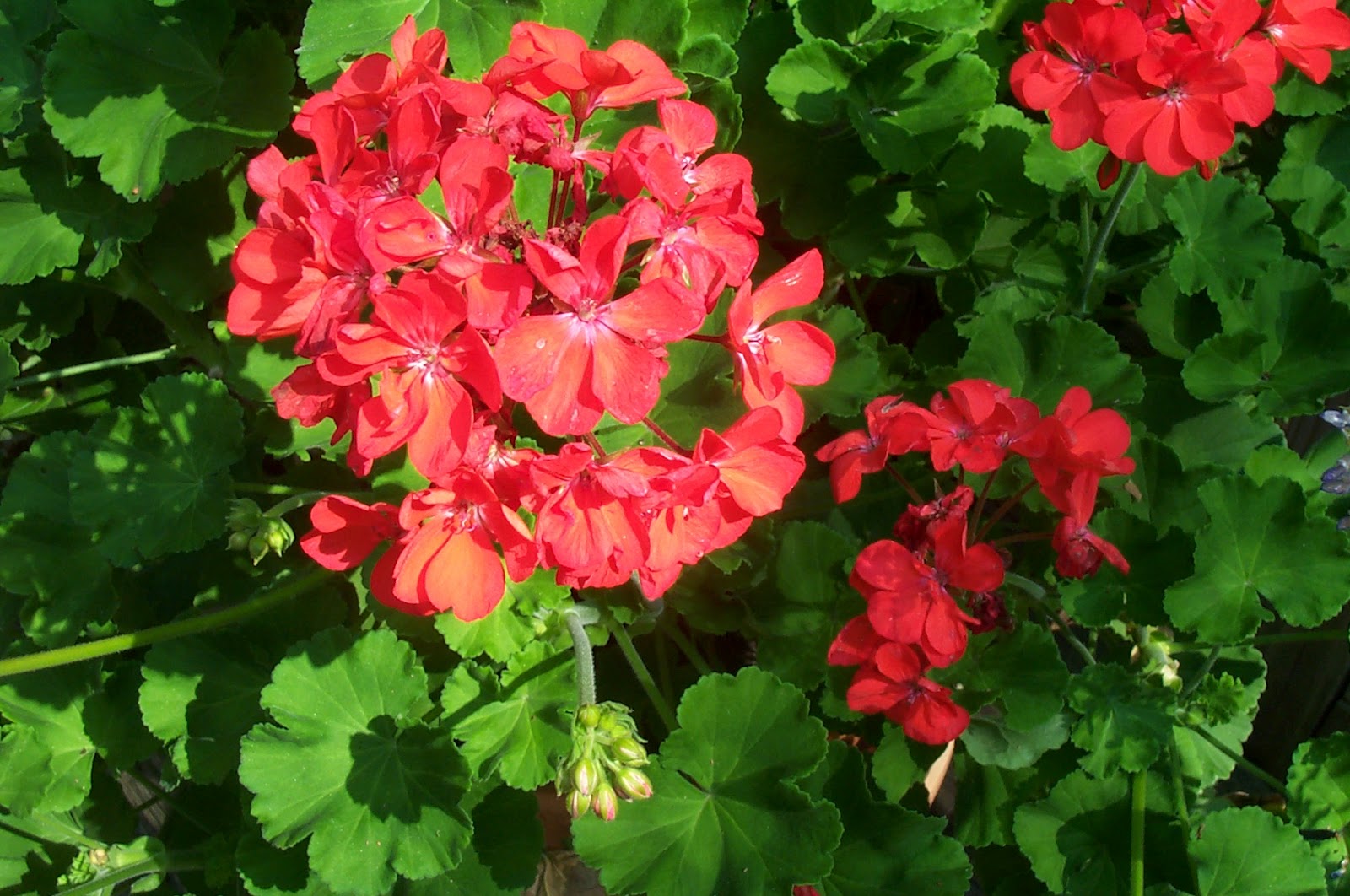 Two Sisters Gardening: Geraniums -- Try Saving a Container Plant for