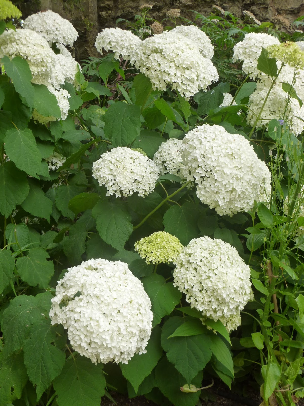 Hydrangea Cultivar Stock Photos Hydrangea Cultivar Stock Images