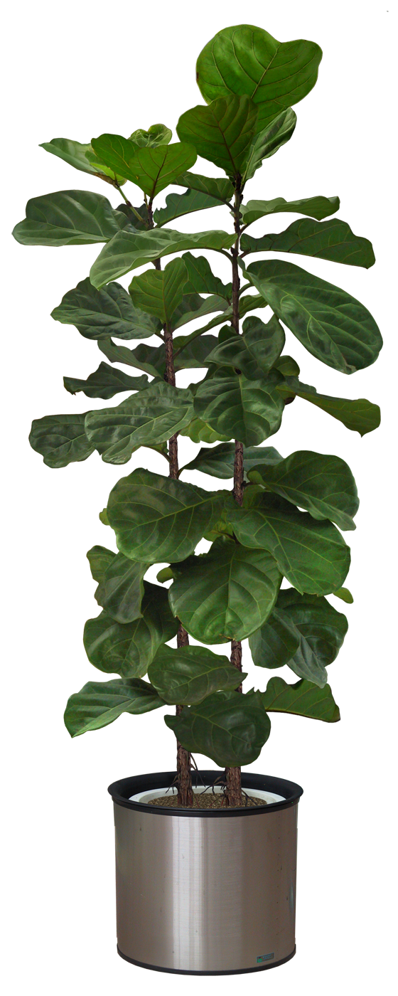 Pleasures in Helping Others Beautiful Transparent Plants