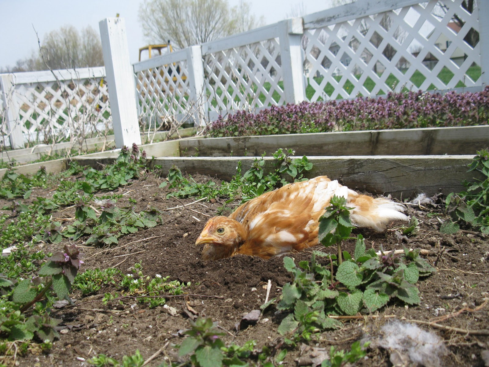 Dust Bath For Chicken Lice at Haydee Phaneuf blog