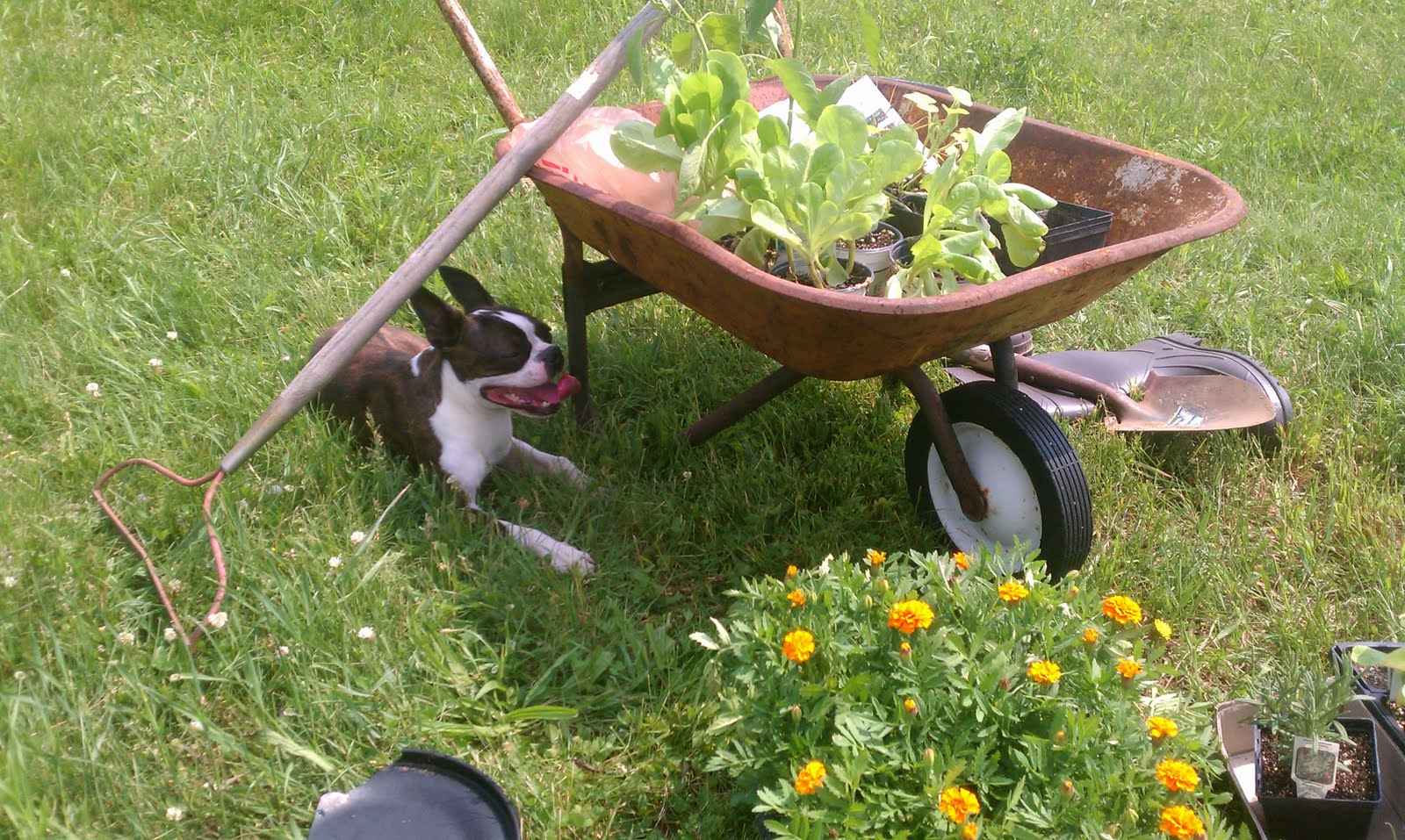 How to make a raised garden bed