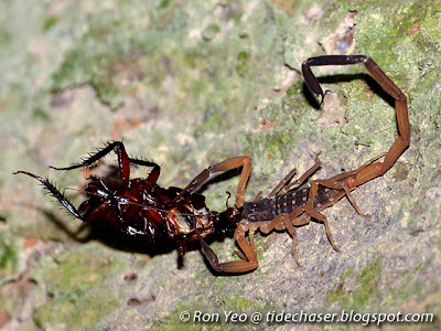 Spotted Scorpion (Lychas scutilus)
