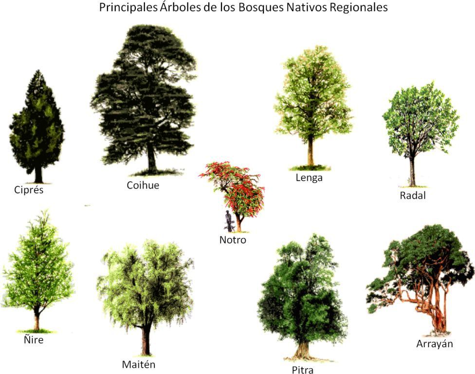 Euantártica o de los Bosques Andino Patagónicos, y es una región de Euantártica o de los Bosques Andino Patagónicos, y es una región de