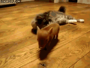 Funny animal gifs - part 112 (10 gifs), mini pig and cats