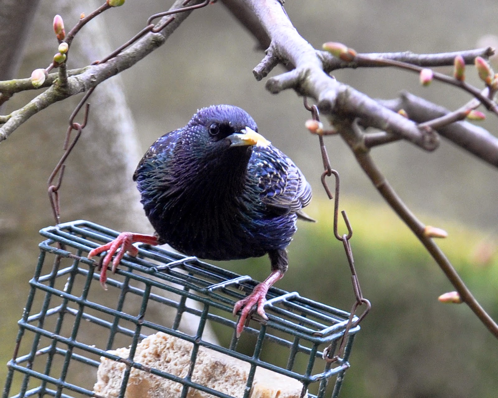 starling on bird feeder starling on bird feeder