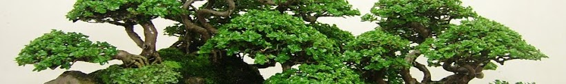 bonsai japan bonsai japanese tree trees plant plants bonsai jepang china cina chinese bonsai art