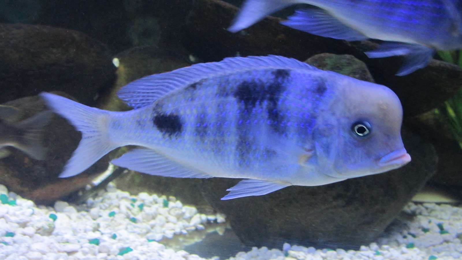 mal/tang fish Cyrtocara moorii Blue Dolphin, 101512