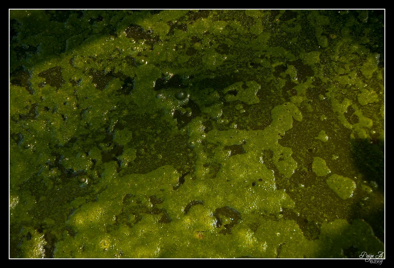 green slime green slime