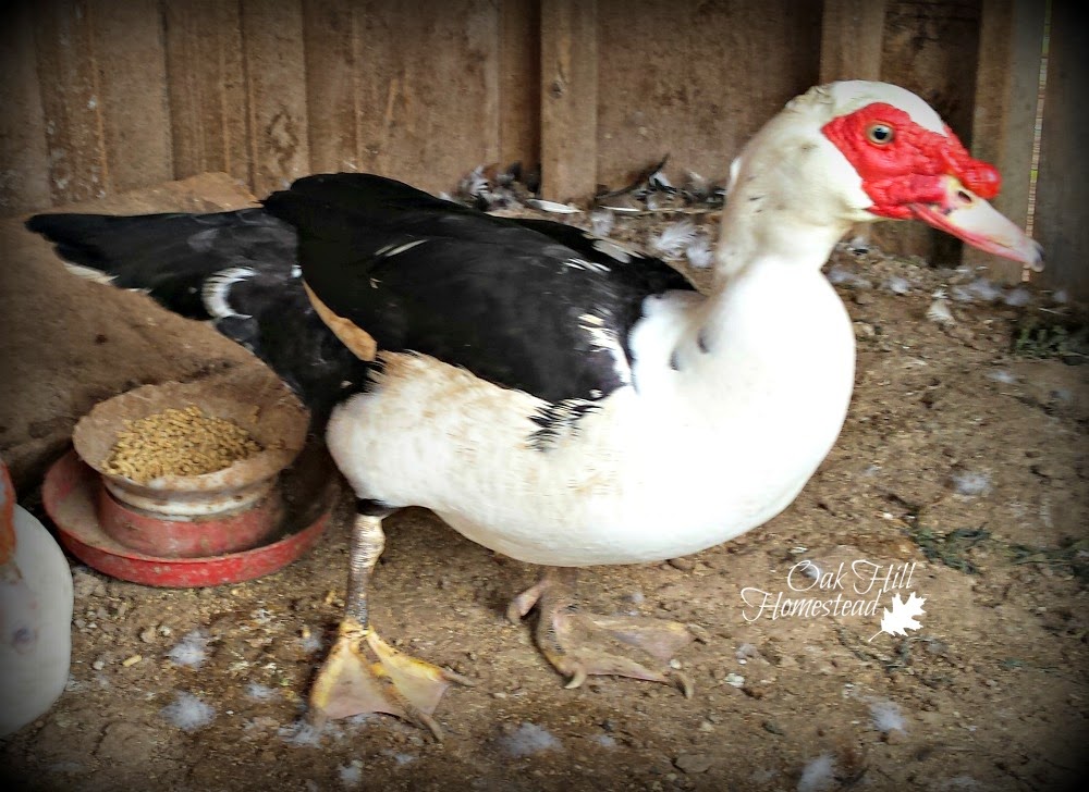Spring and Duck Eggs - Oak Hill Homestead