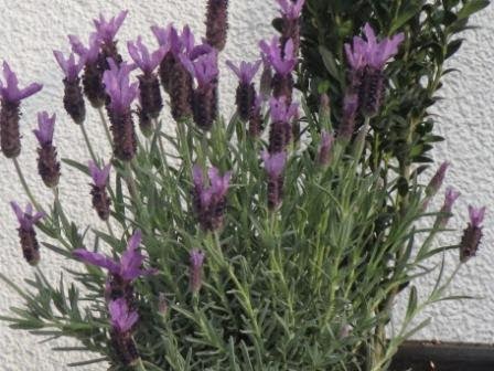 Ungiftige pflanzen für kaninchen