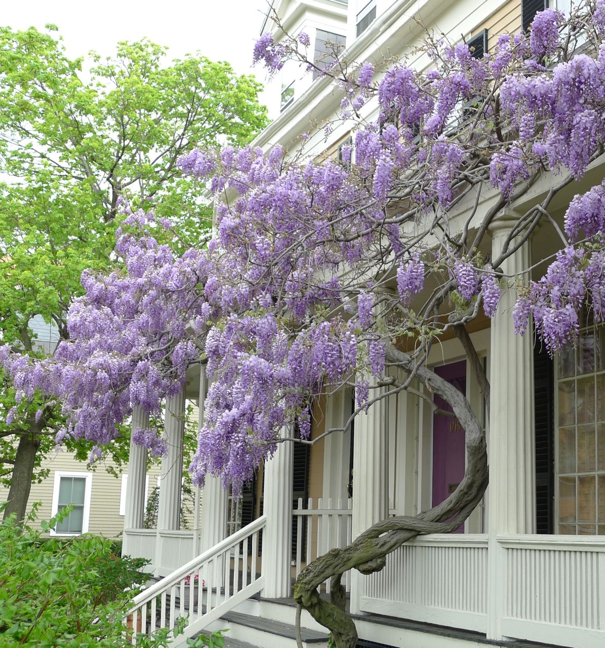 An Urban Cottage Wisteria Walk