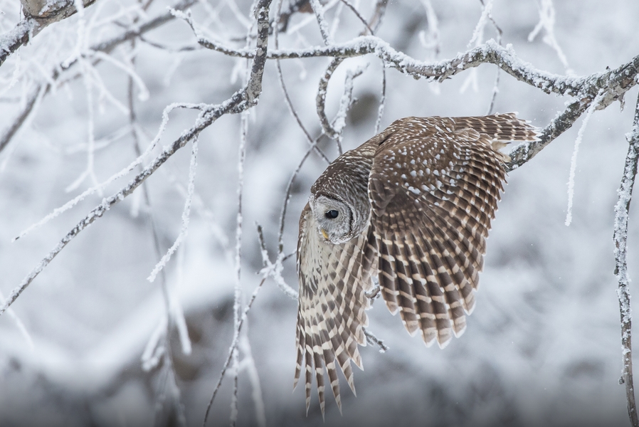 White Wolf : Fascinating Wildlife Pictures of Maxime Riendeau Will Take