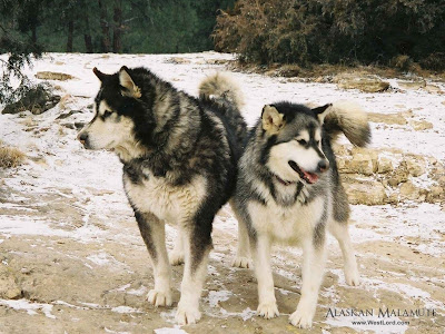 white-alaskan-malamute-wallpaper