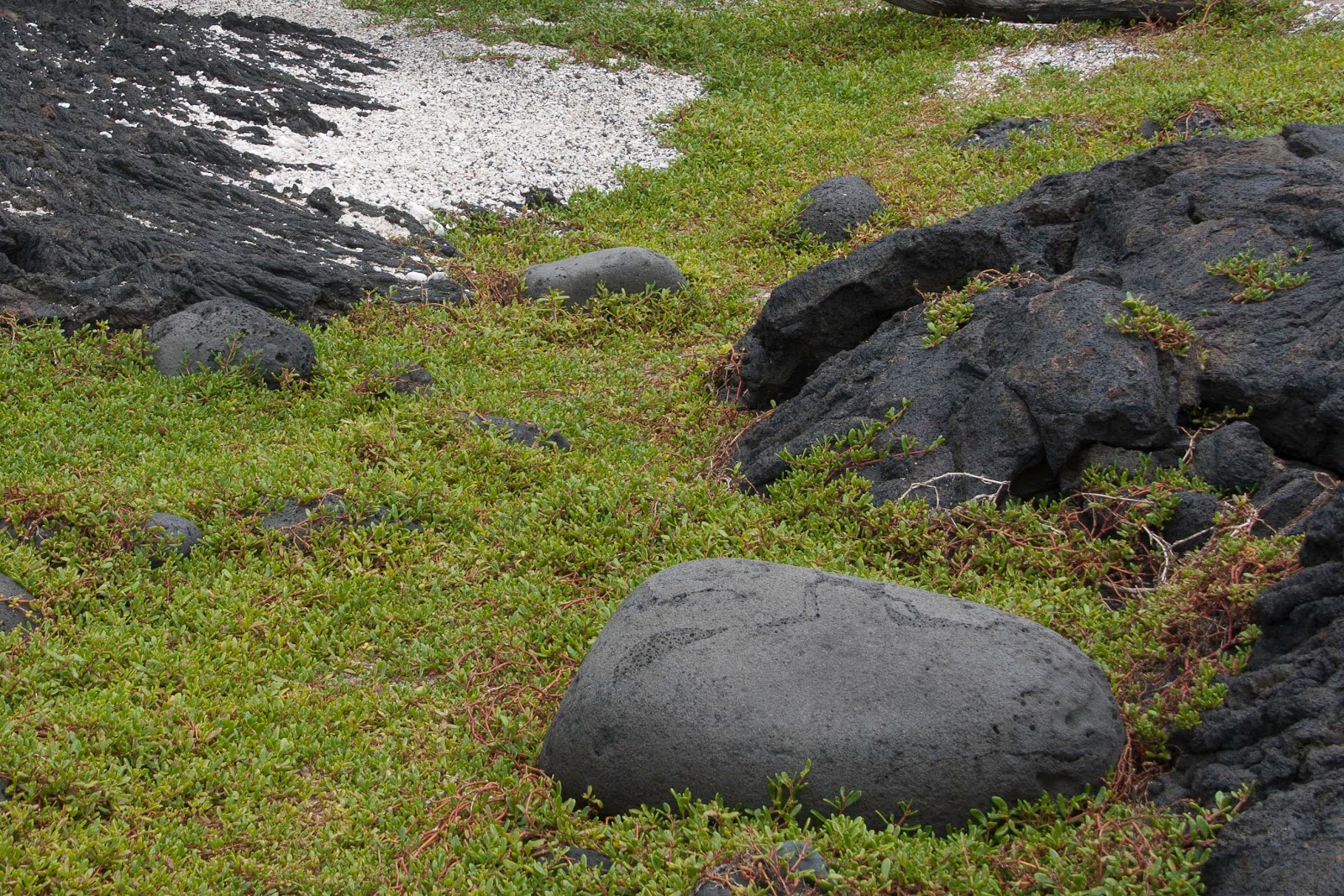 Native Hawaiian Plants as Ground – Covers Ground Covers Part 3