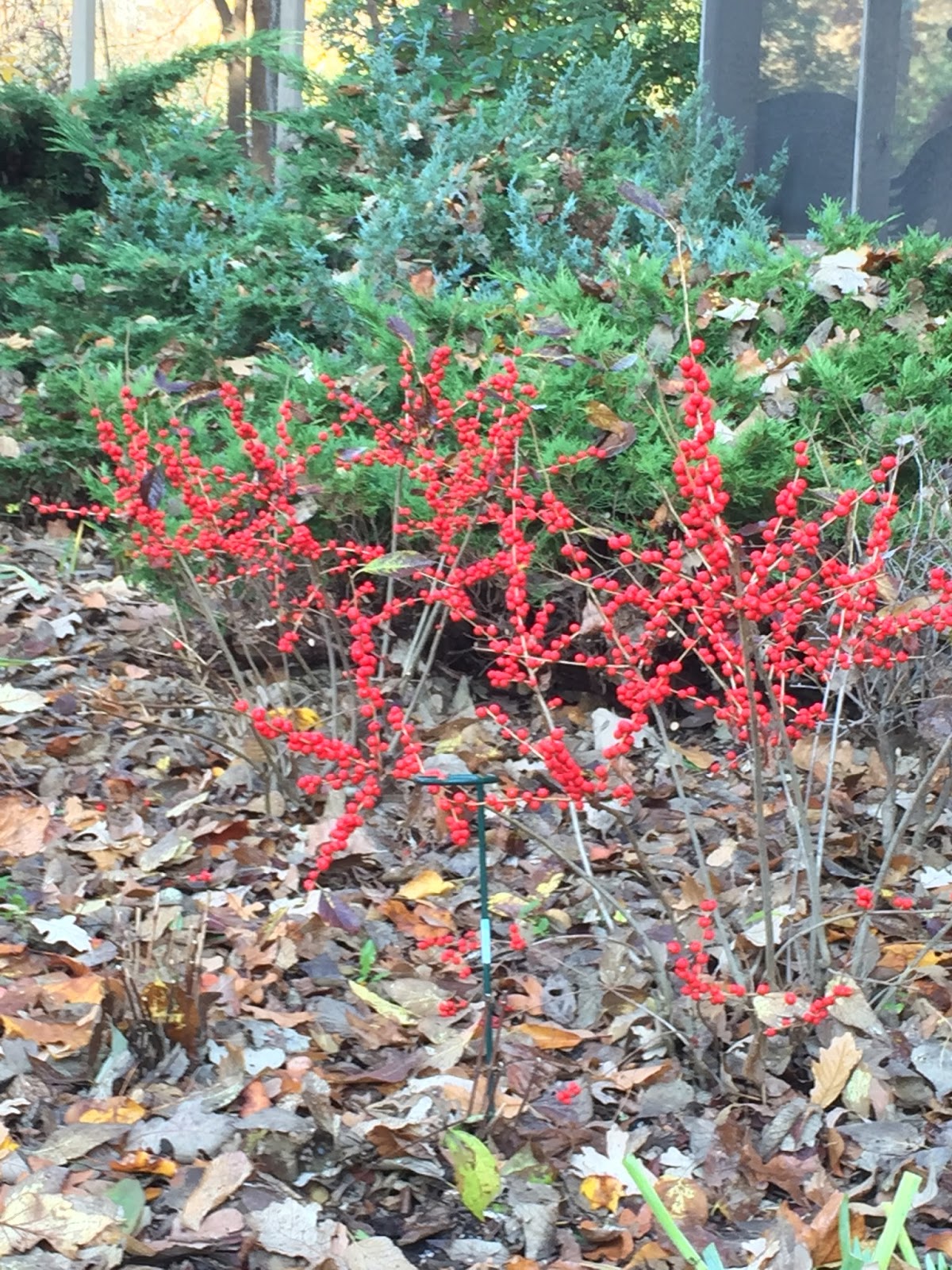 The Farmer Fred Rant Plants For Dry Shade