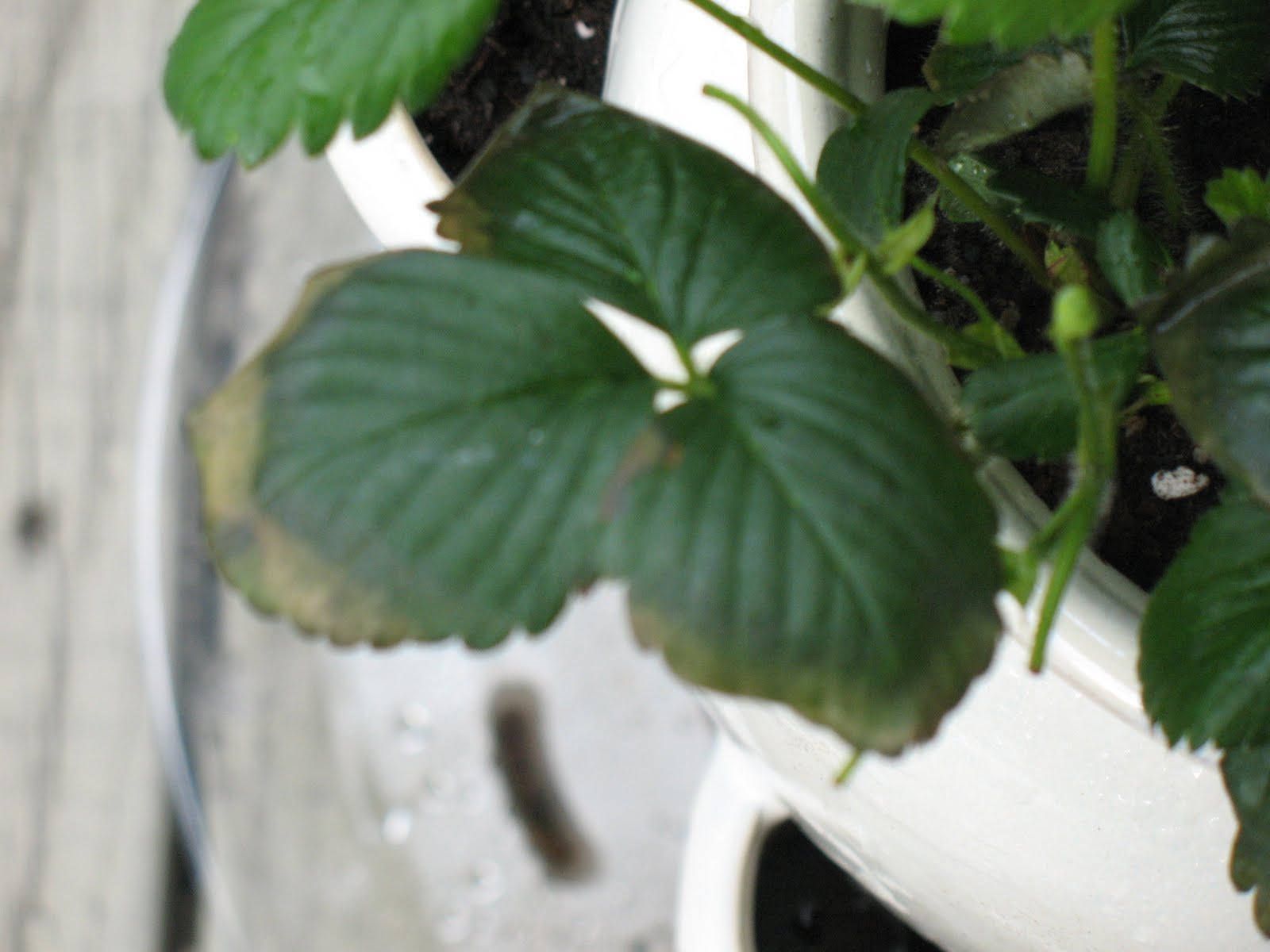 My Condo Garden Trouble in Happy Berryland