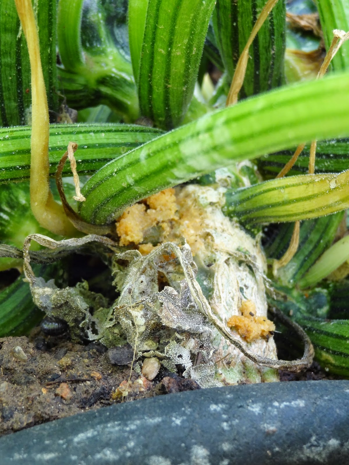 Rebecca's Texas Garden RED ALERT Squash Vine Borer Invasion