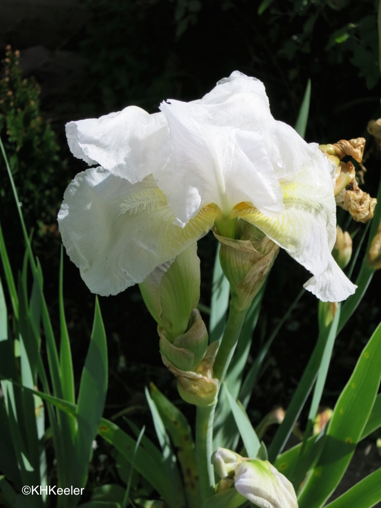 A Wandering Botanist Plant Story Iris, All the Colors of the Rainbow