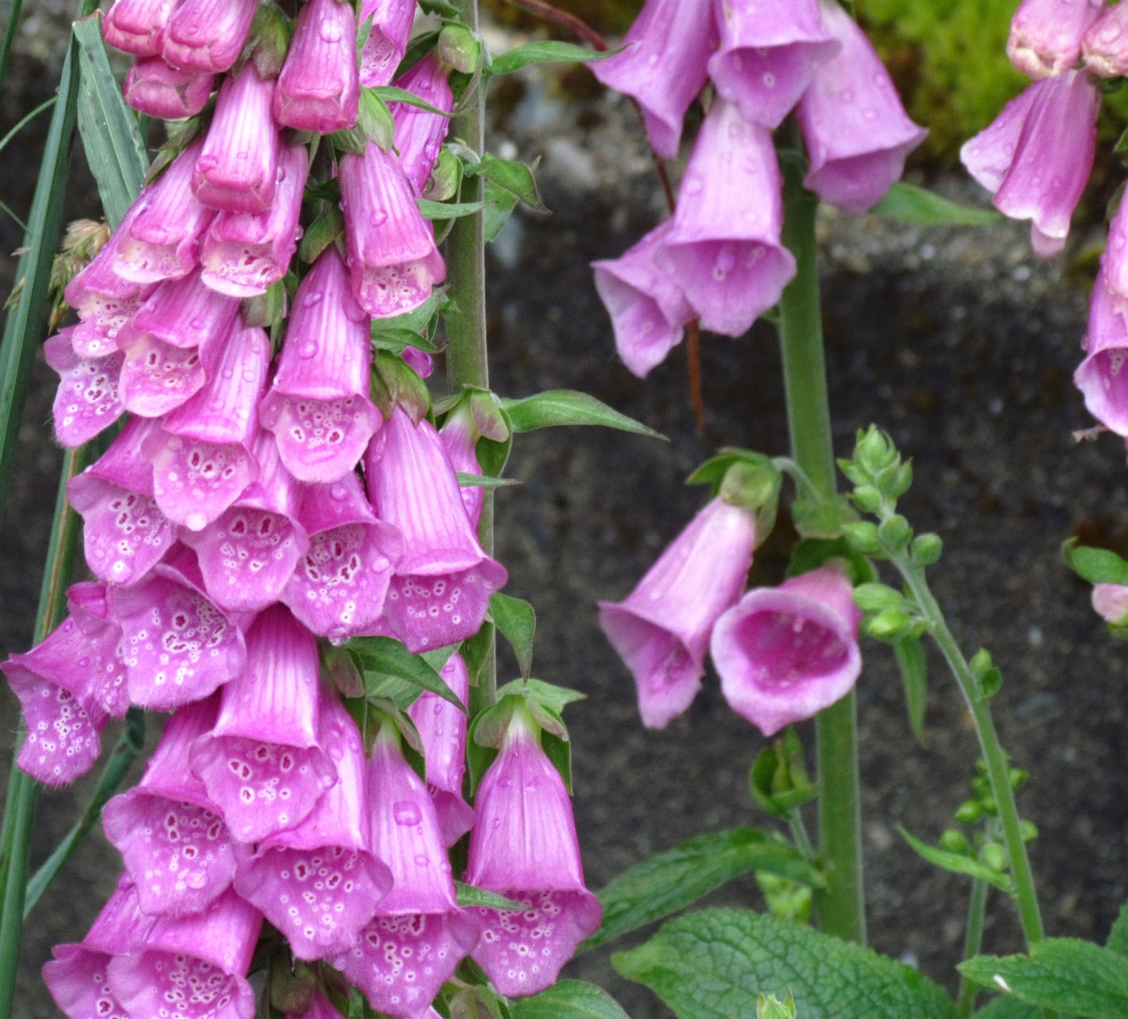 Scene Through My Eyes Foxgloves
