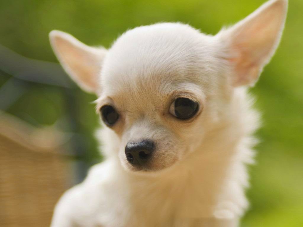 Gunggung Gambar Anjing Chihuahua