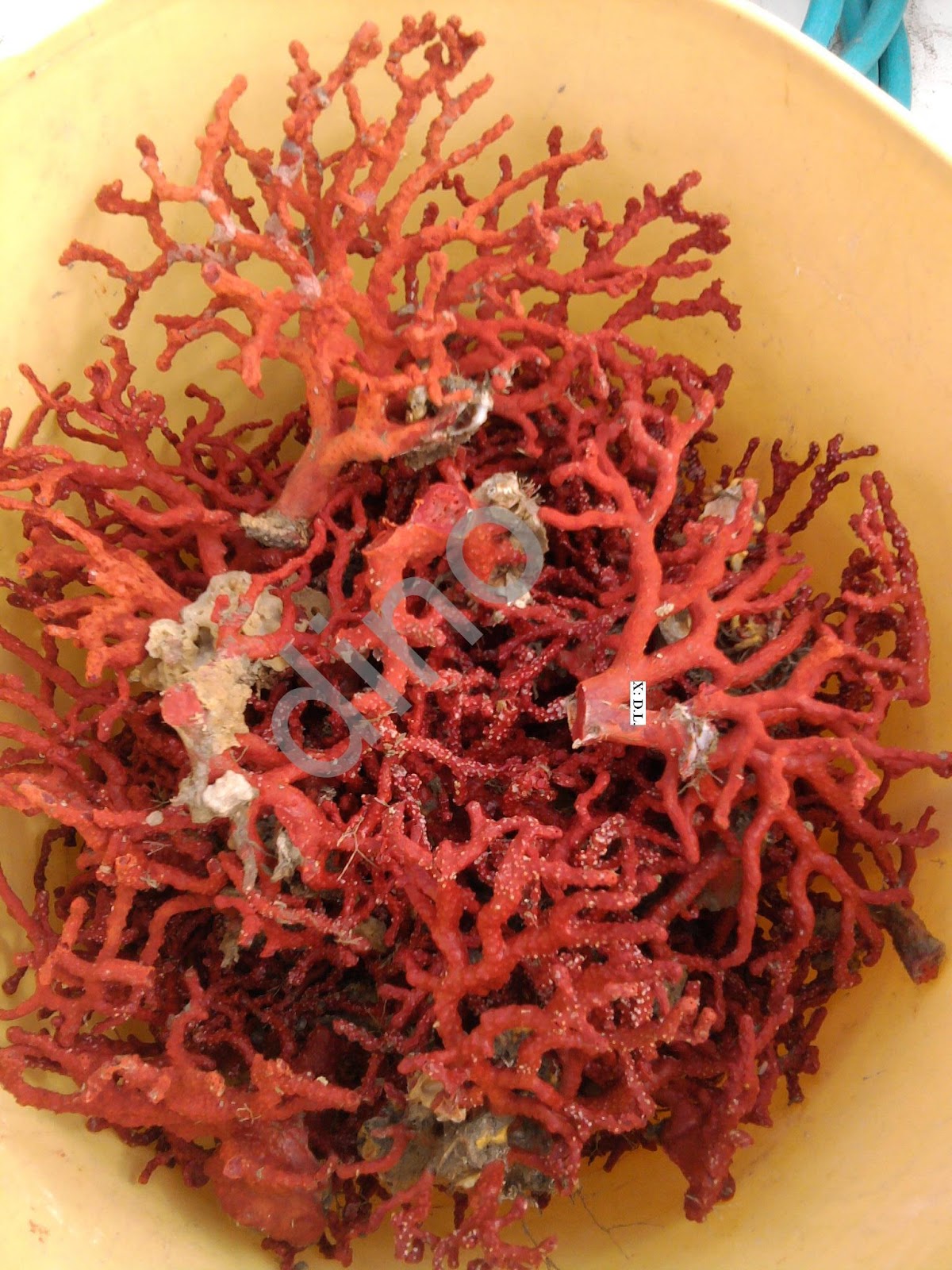La pesca artesanal del coral rojo, buceo. Fishing red coral for sale