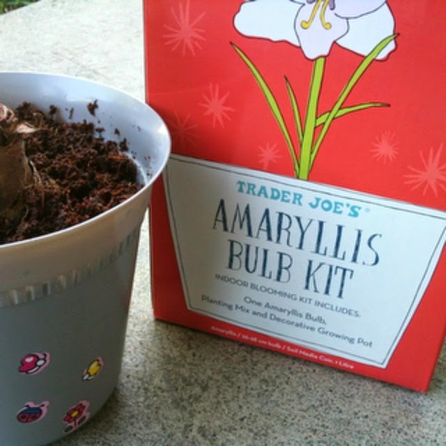 Amaryllis Amaryllis