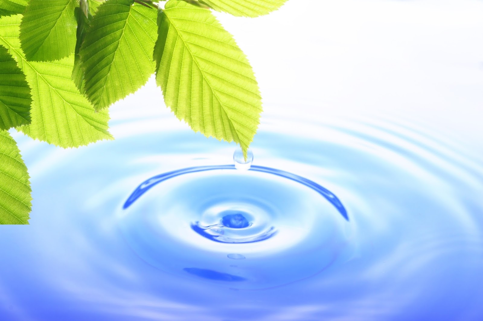 raindrop massage 6000 raindrop massage 6000