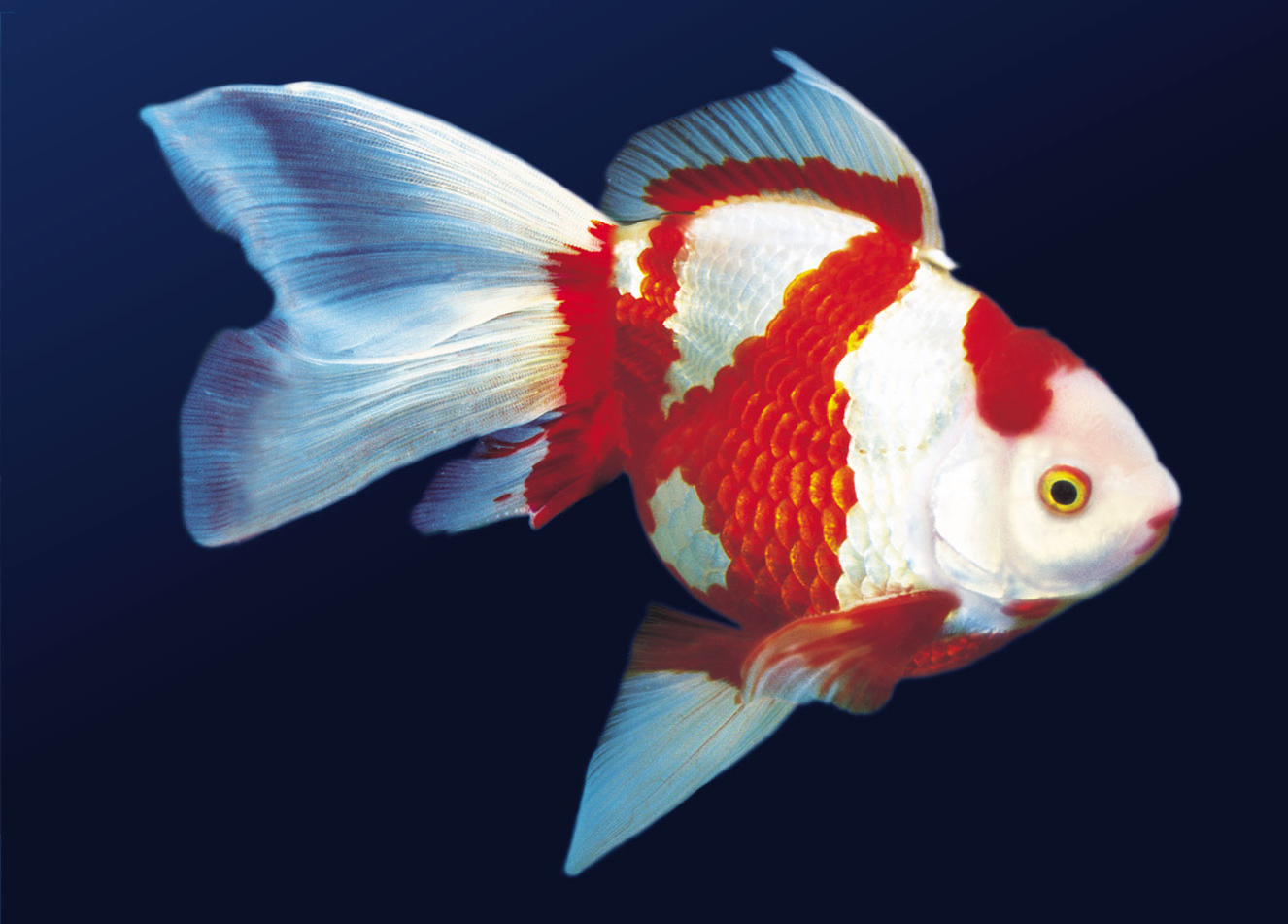 allthingsinfo: goldfish Wallpapers