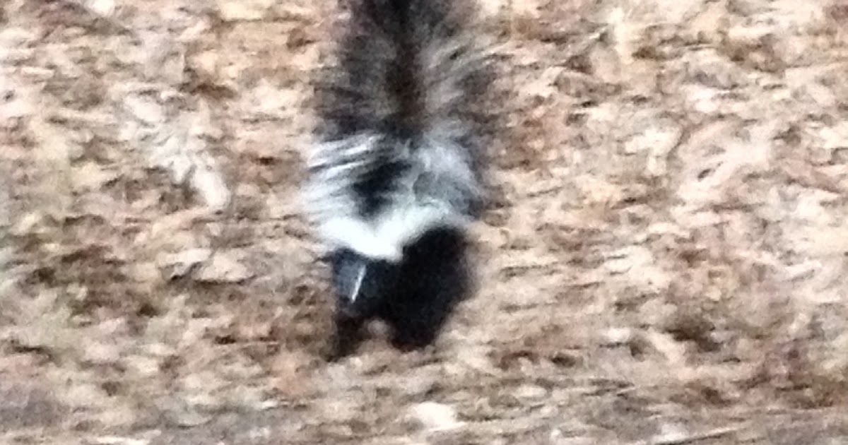Scott Hopper's blog: SKUNK SPRAYS DOG - NOW WHAT?