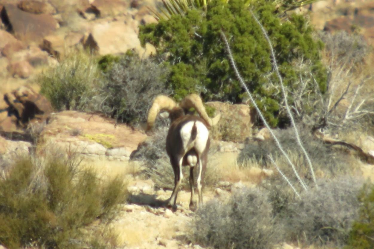 Unit%2B15D%2BNorth%2BArizona%2BDesert%2BBighorn%2BSheep%2BHunt%2BPhoto%2Bwith%2BColburn%2Band%2BScott%2BOutfitters%2BBob%2BO'Connor%2BRam%2B4.jpg