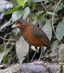 Giant Antpitta