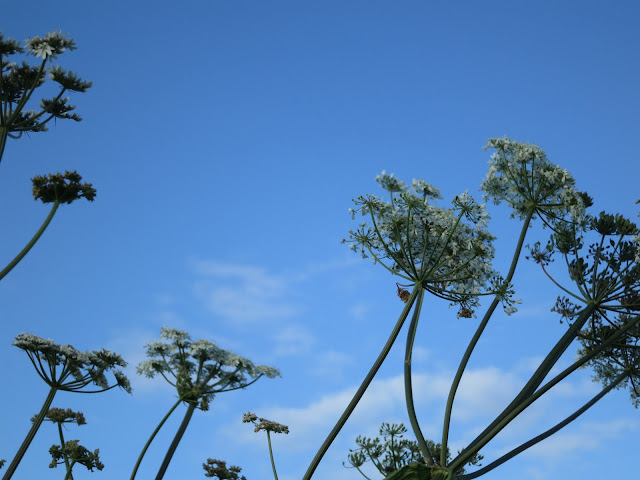 White, umbelliferous flowers blowing sideways in the wind against a blue sky.