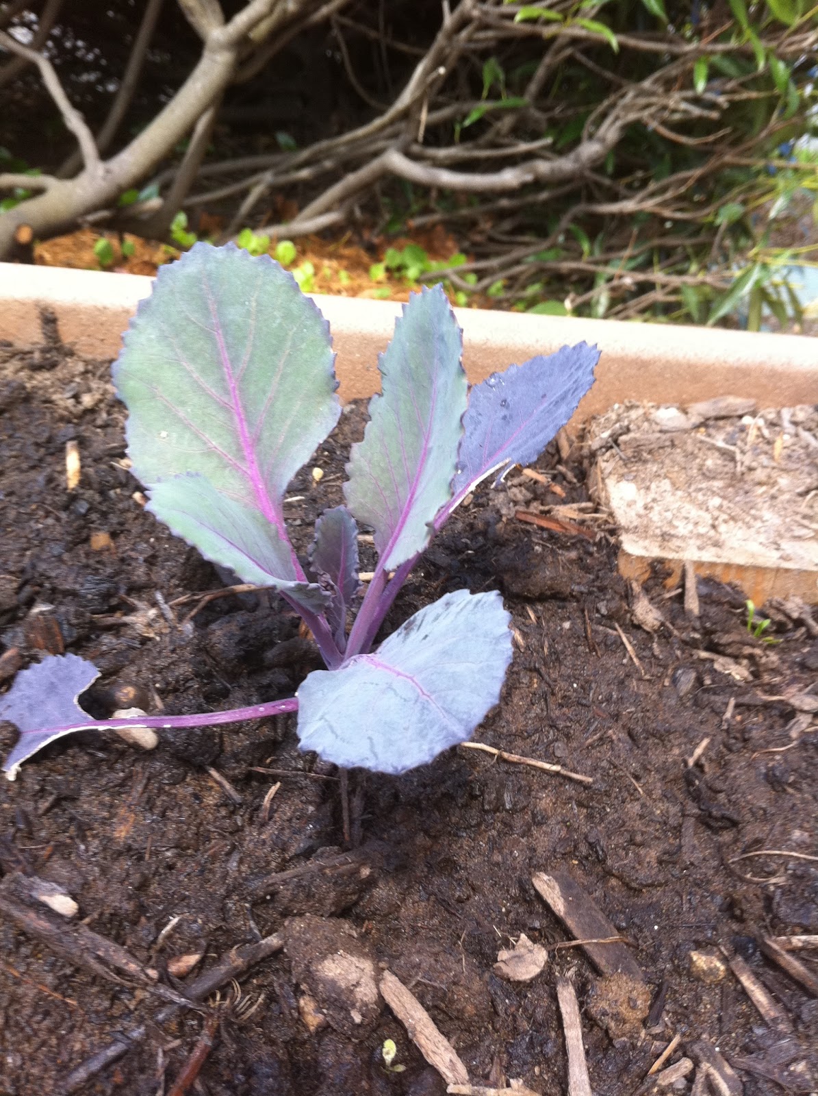 McKinley School Garden March Pick of the Month