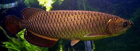 ARWANA AROWANA: Jardini Arwana
