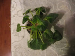 african violet treating botrytis blight african violet treating botrytis blight