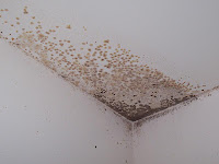 Mold in your house