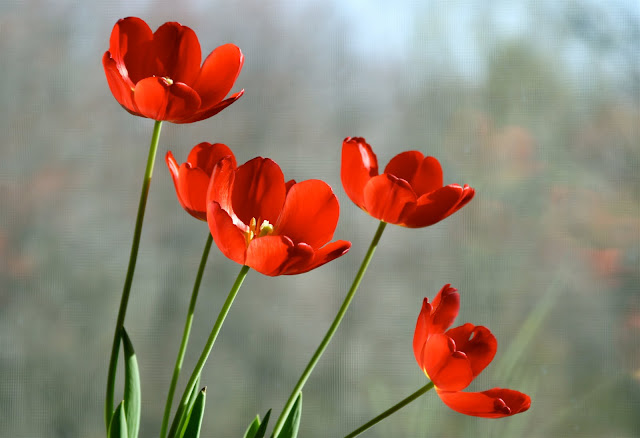 Red Tulips flower Desktop Background